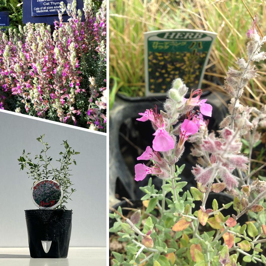 ハーブ 苗 キャットタイム（ハーブティー 種類 栽培 ハーブガーデン ガーデニング おしゃれ 苗木 果樹 栽培キット） |  | 02