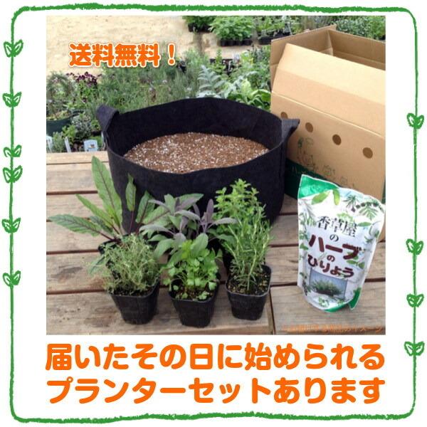 ハーブ 苗 セット コモンタイム10個 種類 栽培 ハーブティー ハーブガーデン 花 ガーデニング 苗木 栽培キット 送料無料 Thyme Common10 ハーブ苗のポタジェガーデン 通販 Yahoo ショッピング