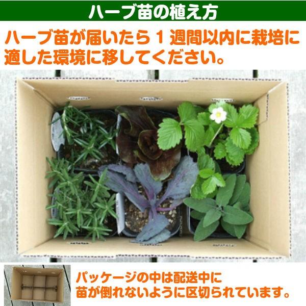 ハーブ 苗 セット コモンタイム10個 種類 栽培 ハーブティー ハーブガーデン 花 ガーデニング 苗木 栽培キット 送料無料 Thyme Common10 ハーブ苗のポタジェガーデン 通販 Yahoo ショッピング