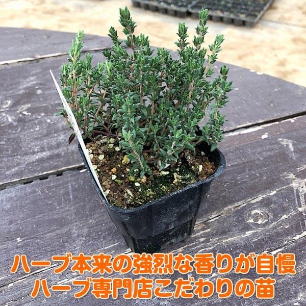 ハーブ 苗 セット コモンタイム個 種類 栽培 ハーブティー ハーブガーデン 花 ガーデニング 苗木 栽培キット 送料無料 Thyme Common ハーブ苗のポタジェガーデン 通販 Yahoo ショッピング