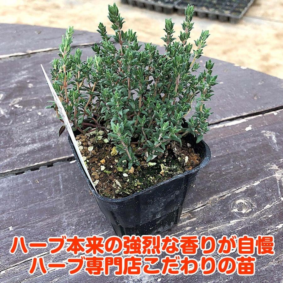 ハーブ 苗 セット コモンタイム5個 種類 栽培 ハーブティー ハーブガーデン 花 ガーデニング 苗木 栽培キット 送料無料 Thyme Common5 ハーブ苗のポタジェガーデン 通販 Yahoo ショッピング