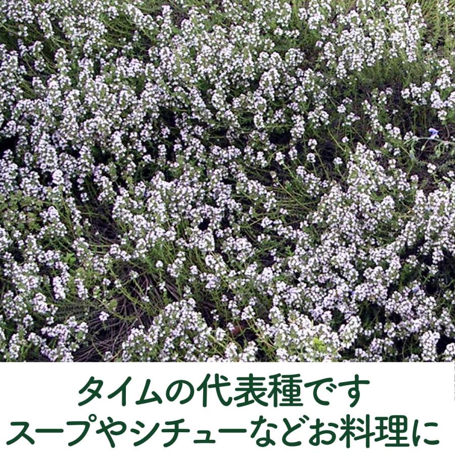 ハーブ 苗 セット コモンタイム5個（種類 栽培 ハーブティー ハーブガーデン 花 ガーデニング 苗木 栽培キット 送料無料） |  | 03