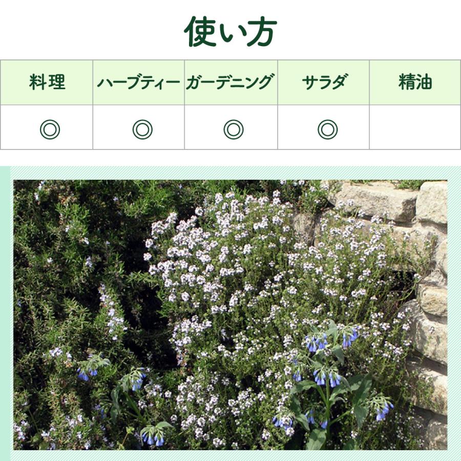 ハーブ 苗 セット コモンタイム5個（種類 栽培 ハーブティー ハーブガーデン 花 ガーデニング 苗木 栽培キット 送料無料） |  | 06