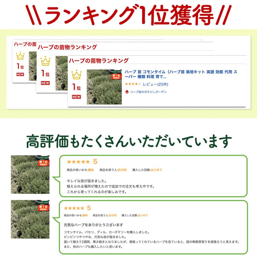 ハーブ 苗 コモンタイム（種類 栽培 ハーブティー ハーブガーデン 花 ガーデニング 苗木 果樹 栽培キット） |  | 11