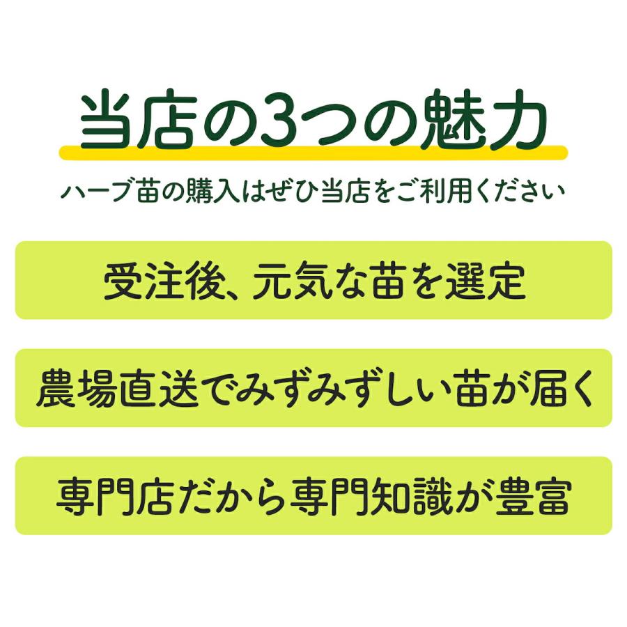 ハーブ 苗 コモンタイム（種類 栽培 ハーブティー ハーブガーデン 花 ガーデニング 苗木 果樹 栽培キット） |  | 14