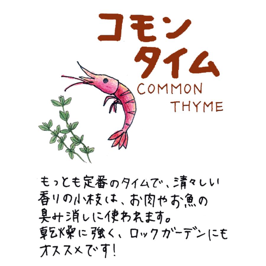 ハーブ 苗 コモンタイム（種類 栽培 ハーブティー ハーブガーデン 花 ガーデニング 苗木 果樹 栽培キット） |  | 01