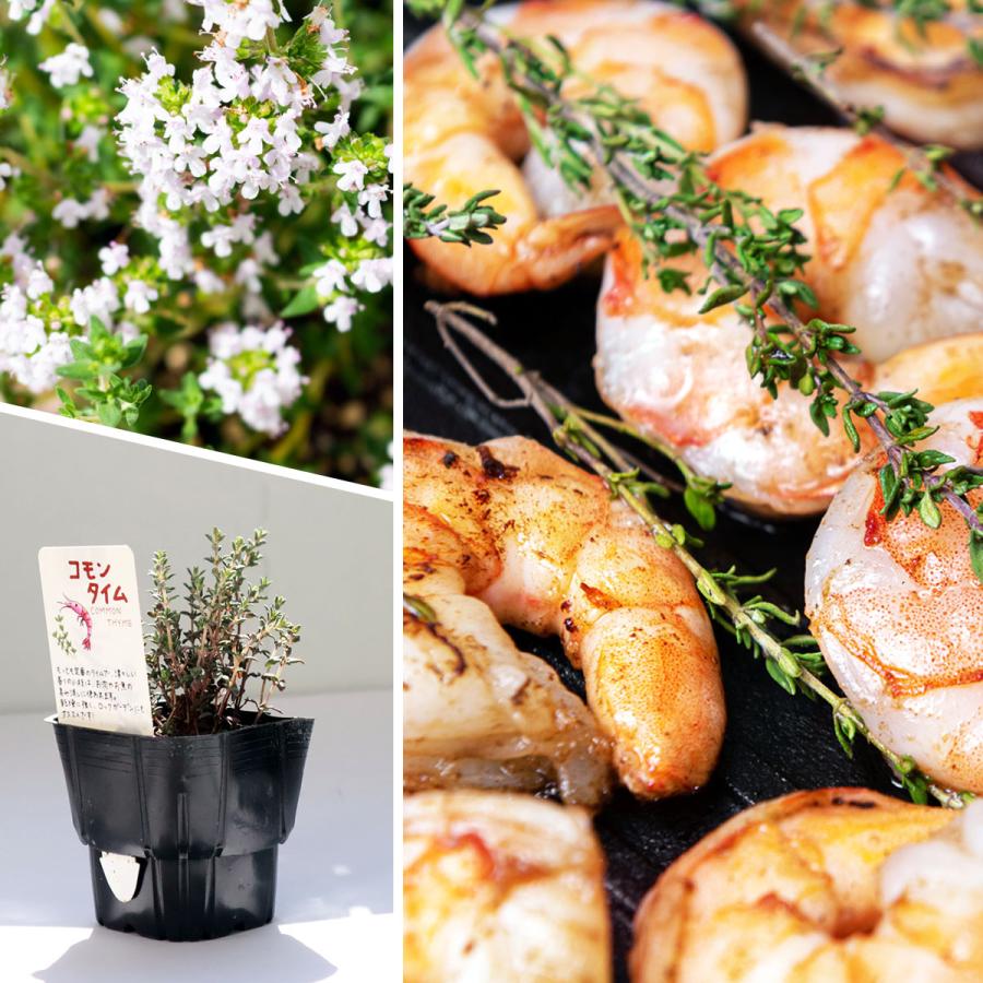 ハーブ 苗 コモンタイム（種類 栽培 ハーブティー ハーブガーデン 花 ガーデニング 苗木 果樹 栽培キット） |  | 04