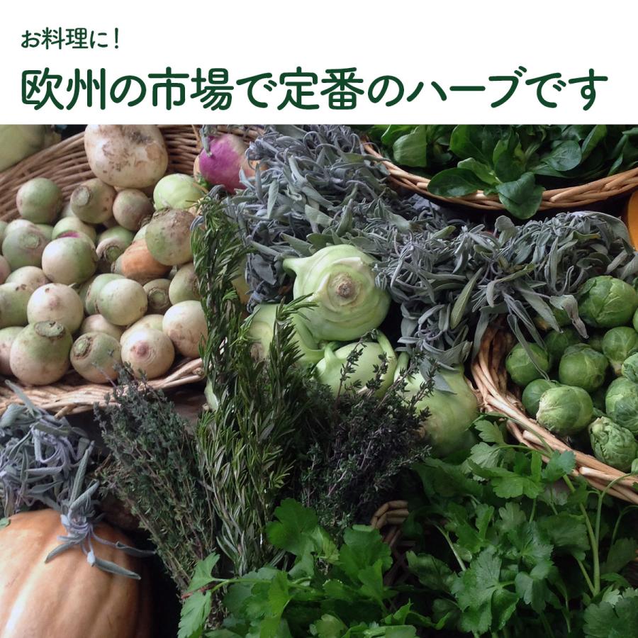 ハーブ 苗 コモンタイム（種類 栽培 ハーブティー ハーブガーデン 花 ガーデニング 苗木 果樹 栽培キット） |  | 07