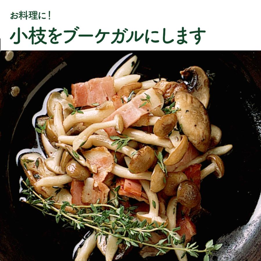 ハーブ 苗 コモンタイム（種類 栽培 ハーブティー ハーブガーデン 花 ガーデニング 苗木 果樹 栽培キット） |  | 09