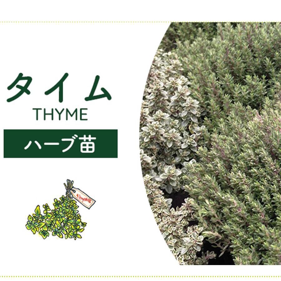 クリーピングタイム 根付き苗 分割10苗 クリーピングタイム