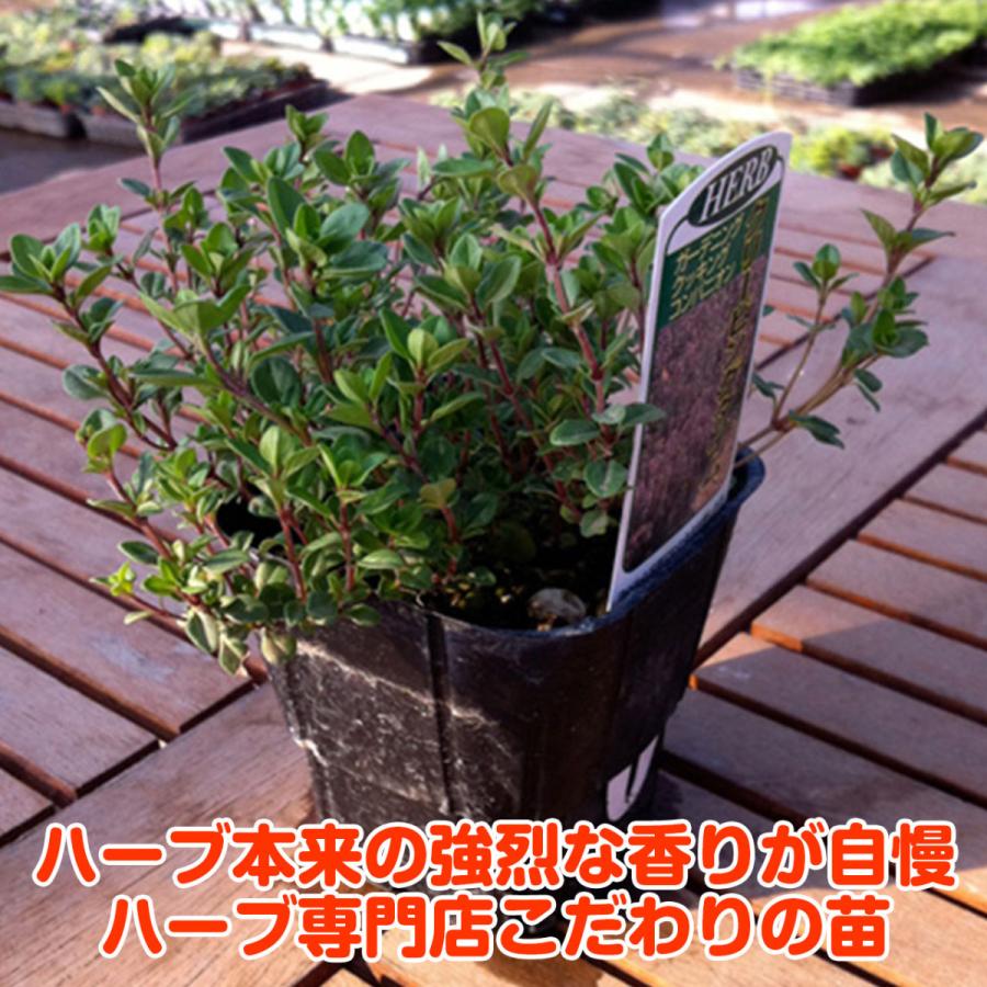 ハーブ 苗 クリーピングタイム 種類 栽培 ハーブティー グランドカバー ハーブガーデン 花 ガーデニング 苗木 果樹 栽培キット Thyme Creep ハーブ苗のポタジェガーデン 通販 Yahoo ショッピング