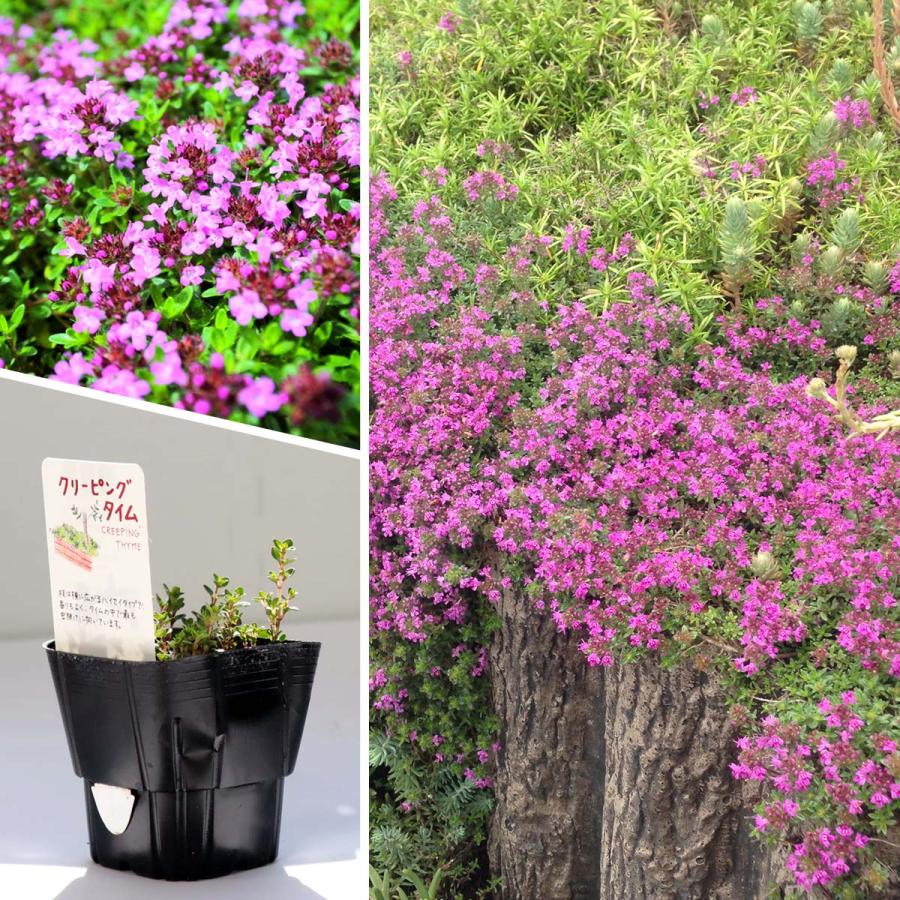 ハーブ 苗 クリーピングタイム（種類 栽培 ハーブティー