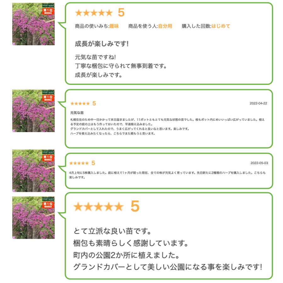 ハーブ 苗 クリーピングタイム（種類 栽培 ハーブティー グランド