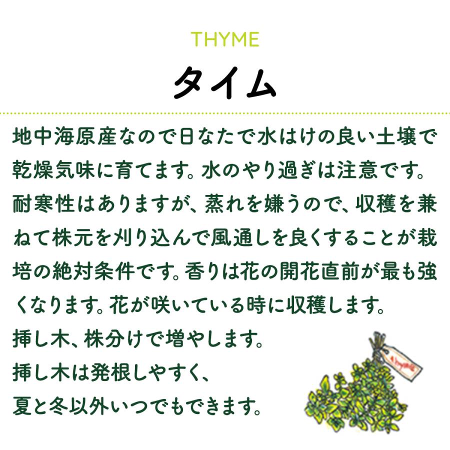 ハーブ 苗 フォックスリータイム（種類 栽培 ハーブティー グランドカバー ハーブガーデン 花 ガーデニング 苗木 果樹 栽培キット） |  | 10