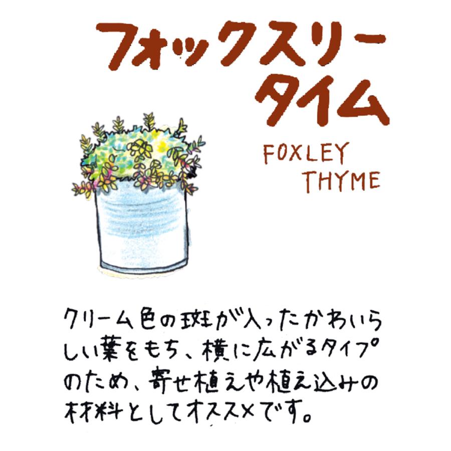 ハーブ 苗 フォックスリータイム（種類 栽培 ハーブティー グランドカバー ハーブガーデン 花 ガーデニング 苗木 果樹 栽培キット） |  | 01