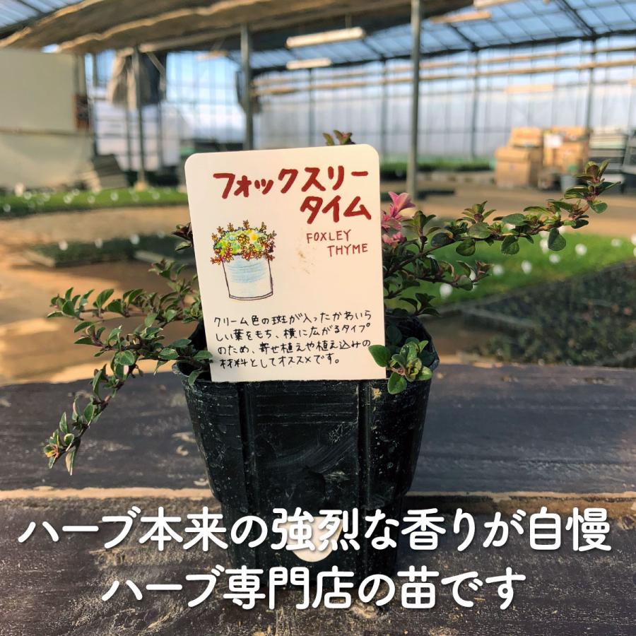ハーブ 苗 フォックスリータイム（種類 栽培 ハーブティー グランドカバー ハーブガーデン 花 ガーデニング 苗木 果樹 栽培キット） |  | 02