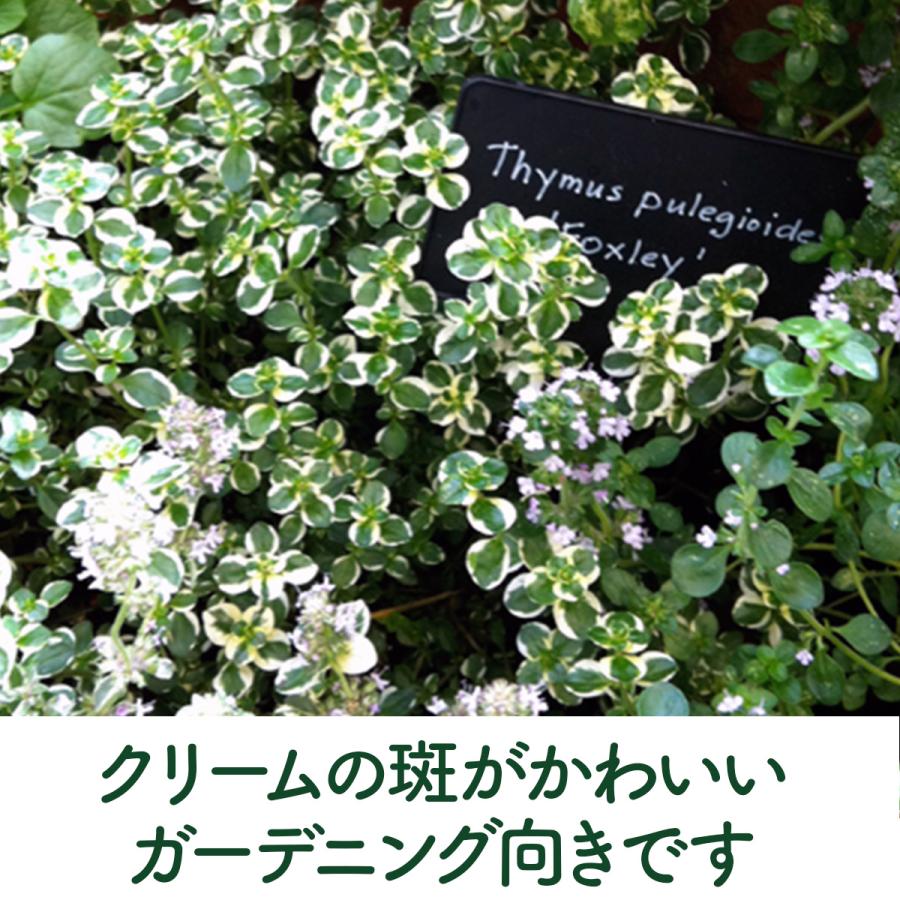 ハーブ 苗 フォックスリータイム（種類 栽培 ハーブティー グランドカバー ハーブガーデン 花 ガーデニング 苗木 果樹 栽培キット） |  | 03