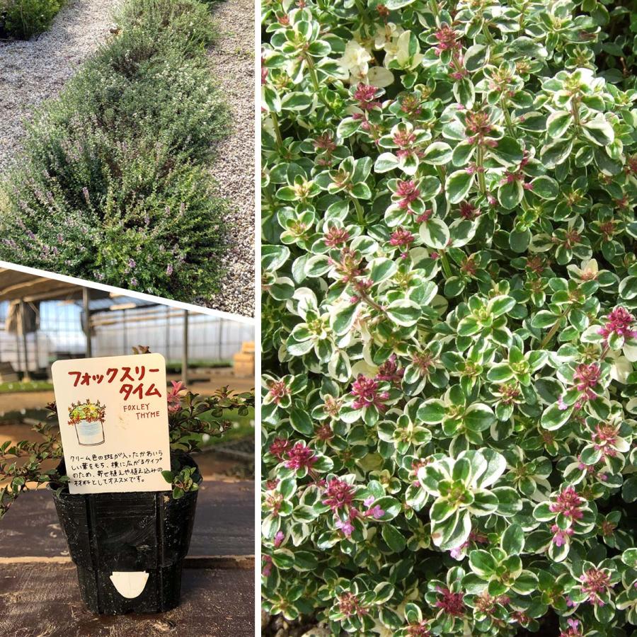 ハーブ 苗 フォックスリータイム（種類 栽培 ハーブティー グランドカバー ハーブガーデン 花 ガーデニング 苗木 果樹 栽培キット） |  | 04