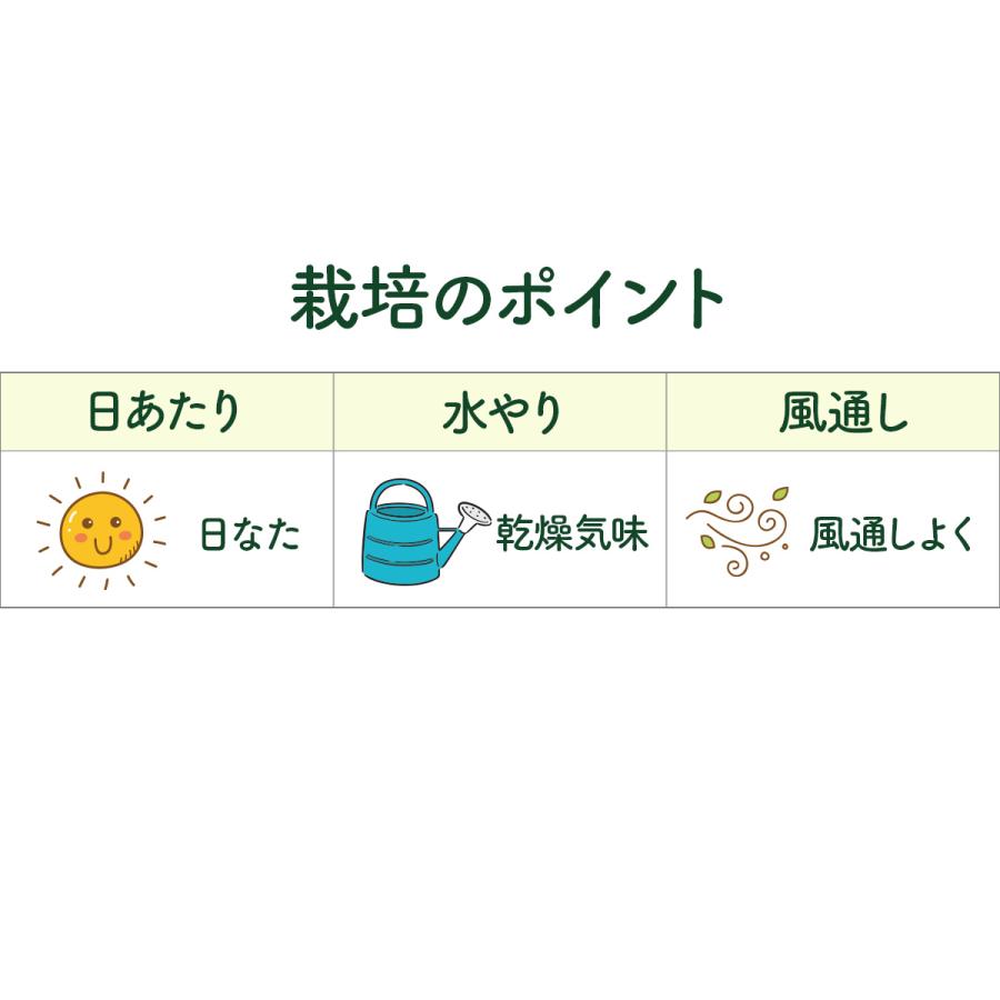 ハーブ 苗 フォックスリータイム（種類 栽培 ハーブティー グランドカバー ハーブガーデン 花 ガーデニング 苗木 果樹 栽培キット）｜potager｜06