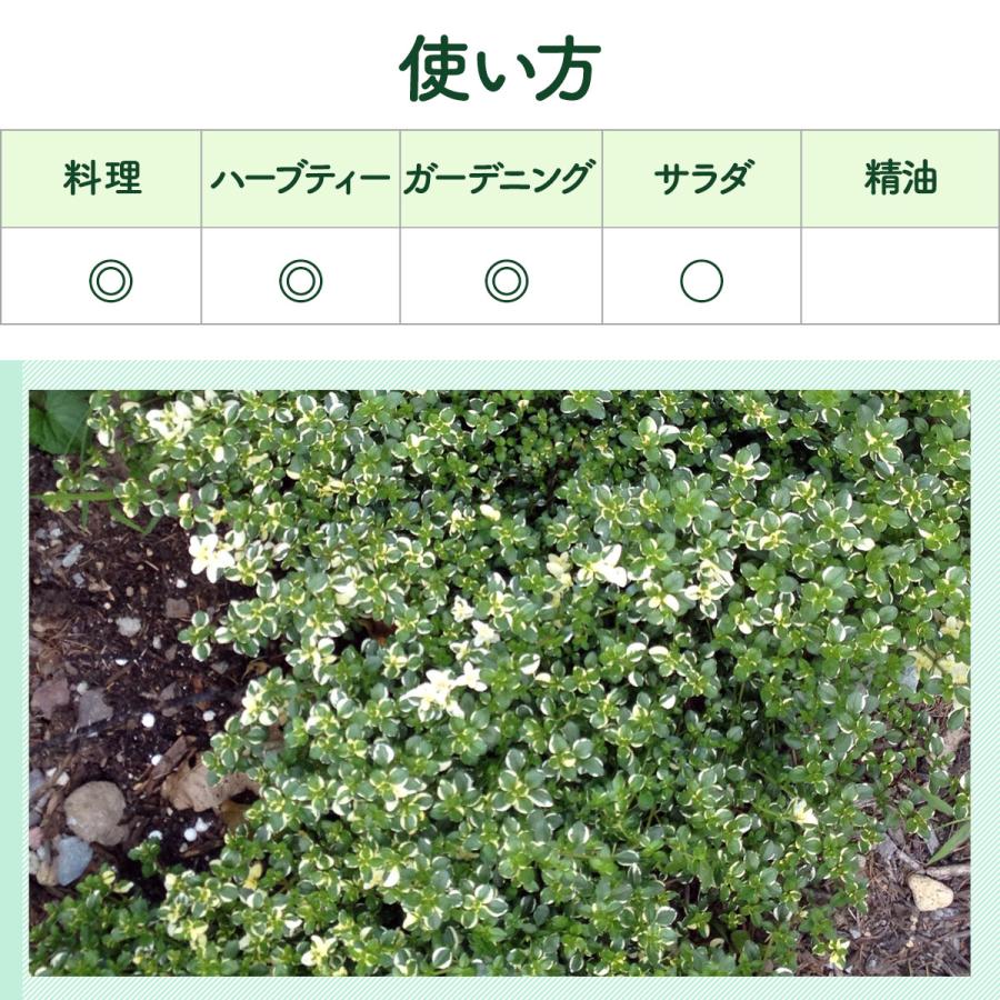 ハーブ 苗 フォックスリータイム（種類 栽培 ハーブティー グランドカバー ハーブガーデン 花 ガーデニング 苗木 果樹 栽培キット） |  | 06