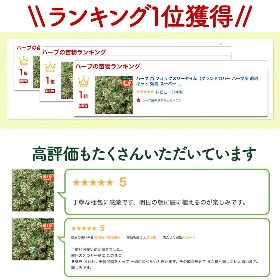 ハーブ 苗 フォックスリータイム（種類 栽培 ハーブティー グランドカバー ハーブガーデン 花 ガーデニング 苗木 果樹 栽培キット） |  | 08