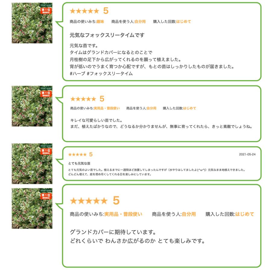 ハーブ 苗 フォックスリータイム（種類 栽培 ハーブティー グランドカバー ハーブガーデン 花 ガーデニング 苗木 果樹 栽培キット） |  | 09