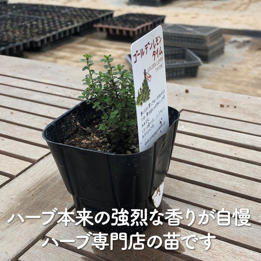 ハーブ 苗 ゴールデンレモンタイム 種類 栽培 ハーブティー グランドカバー ハーブガーデン 花 ガーデニング 苗木 果樹 栽培キット Thyme Golden ハーブ苗のポタジェガーデン 通販 Yahoo ショッピング
