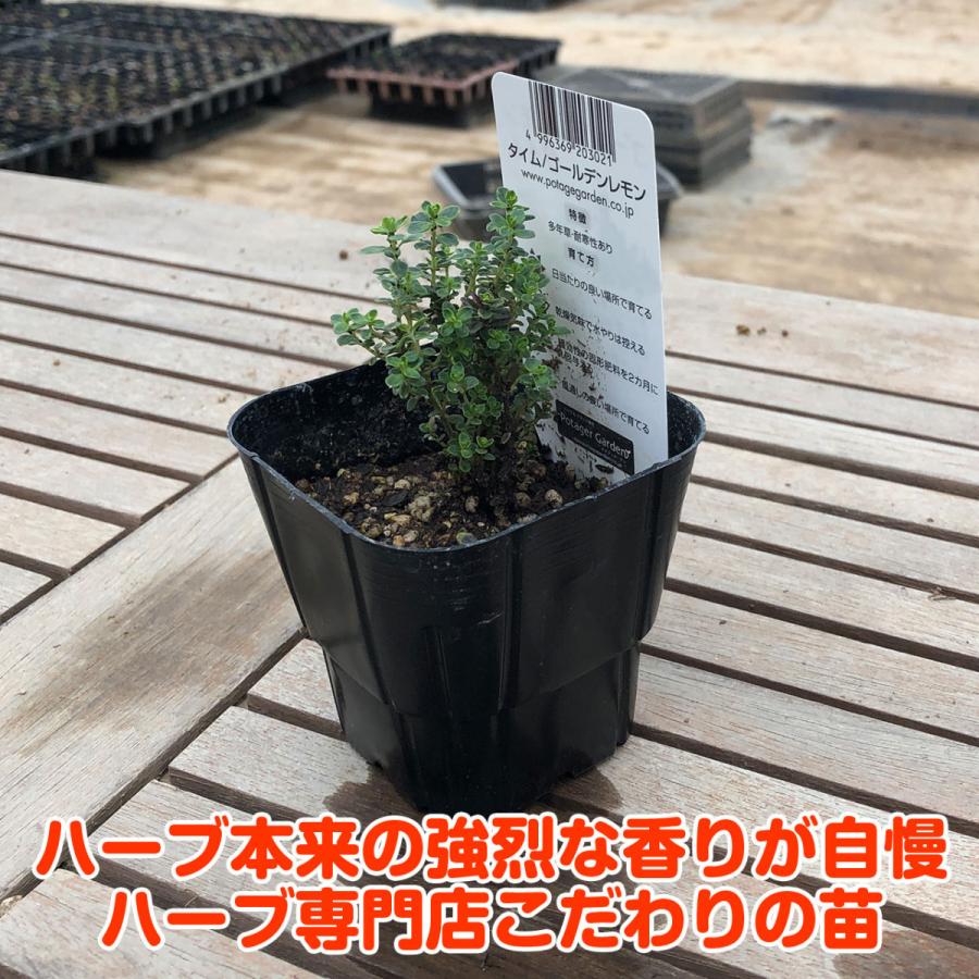 ハーブ 苗 ゴールデンレモンタイム 種類 栽培 ハーブティー グランドカバー ハーブガーデン 花 ガーデニング 苗木 果樹 栽培キット Thyme Golden ハーブ苗のポタジェガーデン 通販 Yahoo ショッピング
