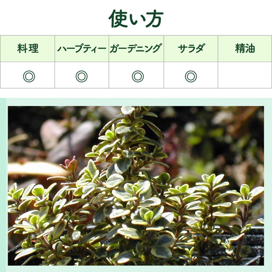 ハーブ 苗 ゴールデンレモンタイム 種類 栽培 ハーブティー グランドカバー ハーブガーデン 花 ガーデニング 苗木 果樹 栽培キット Thyme Golden ハーブ苗のポタジェガーデン 通販 Yahoo ショッピング