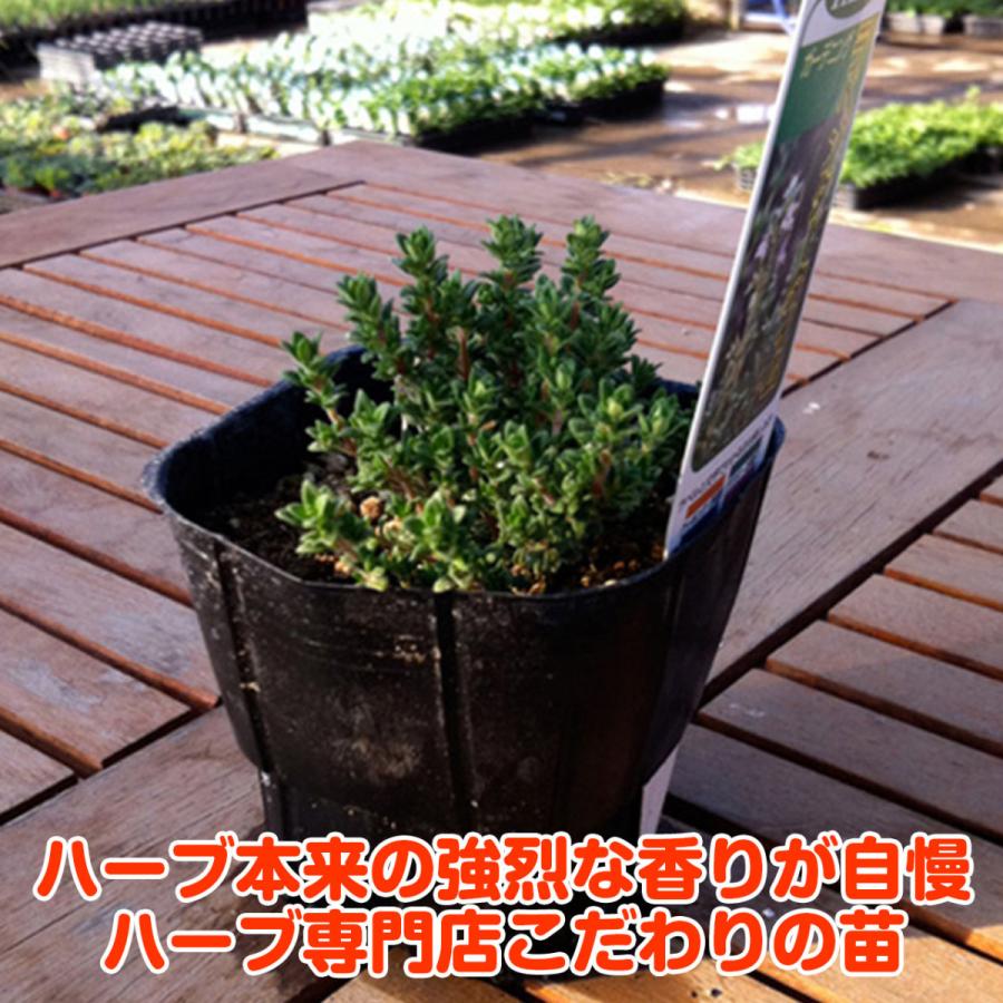 ハーブ 苗 ラベンダータイム 種類 栽培 ハーブティー ハーブガーデン 花 ガーデニング 苗木 果樹 栽培キット Thyme Lav ハーブ苗のポタジェガーデン 通販 Yahoo ショッピング