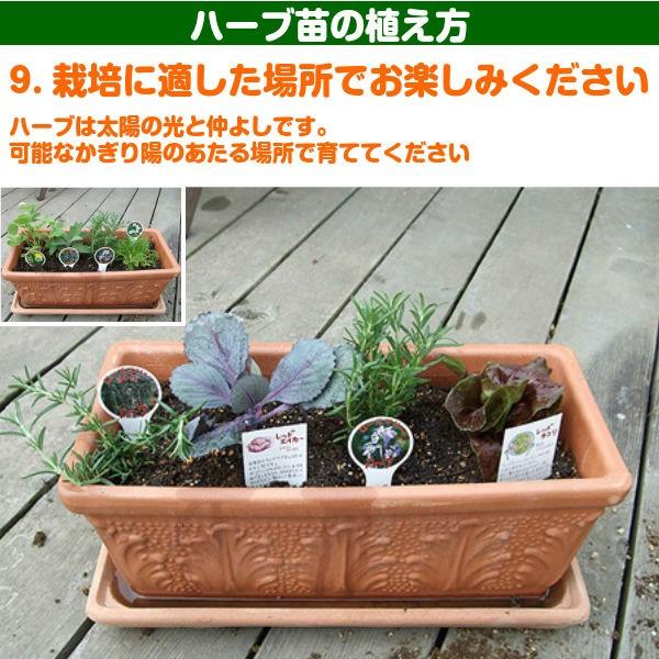 ハーブ 苗 セット レモンタイム30個 種類 栽培 ハーブティー ハーブガーデン 花 ガーデニング 苗木 栽培キット 送料無料 Thyme Lemon30 ハーブ苗のポタジェガーデン 通販 Yahoo ショッピング