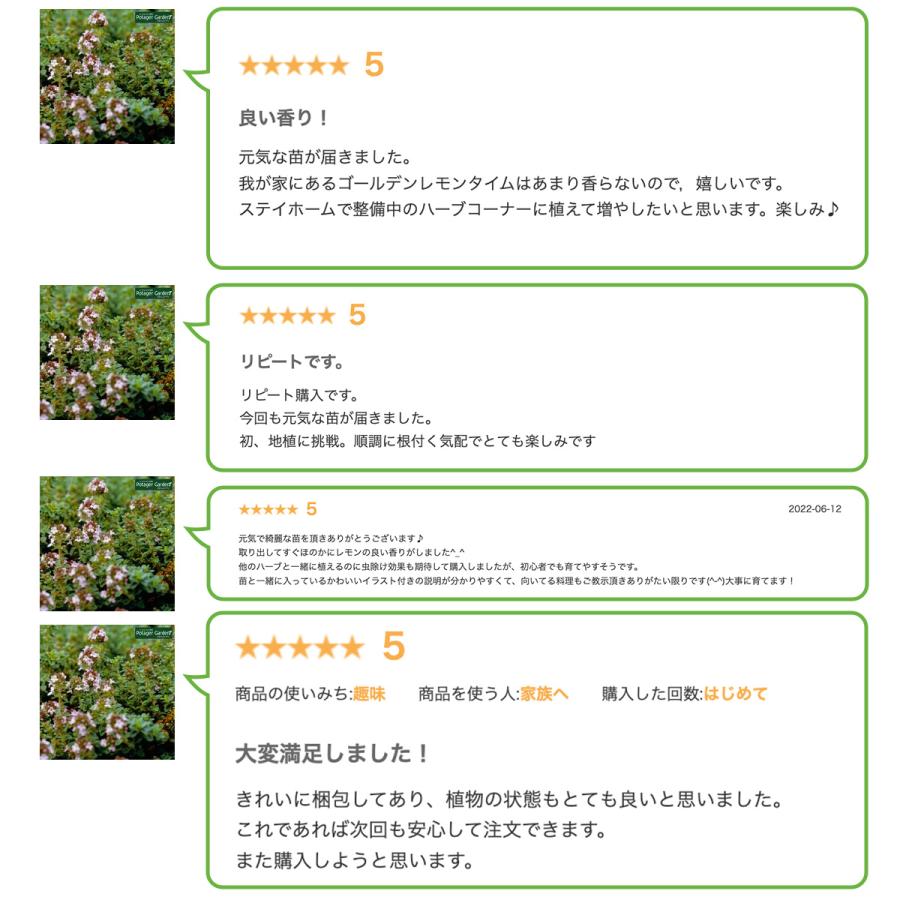 ハーブ 苗 セット レモンタイム5個（種類 栽培 ハーブティー ハーブ