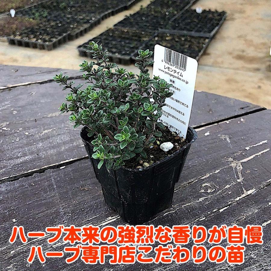 ハーブ 苗 セット レモンタイム5個 種類 栽培 ハーブティー ハーブガーデン 花 ガーデニング 苗木 栽培キット 送料無料 Thyme Lemon5 ハーブ苗のポタジェガーデン 通販 Yahoo ショッピング