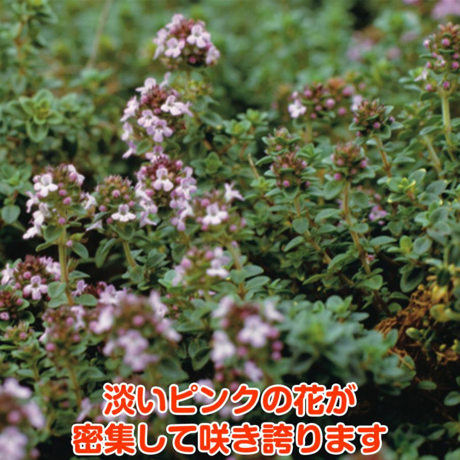 ハーブ 苗 セット レモンタイム5個 種類 栽培 ハーブティー ハーブガーデン 花 ガーデニング 苗木 栽培キット 送料無料 Thyme Lemon5 ハーブ苗のポタジェガーデン 通販 Yahoo ショッピング