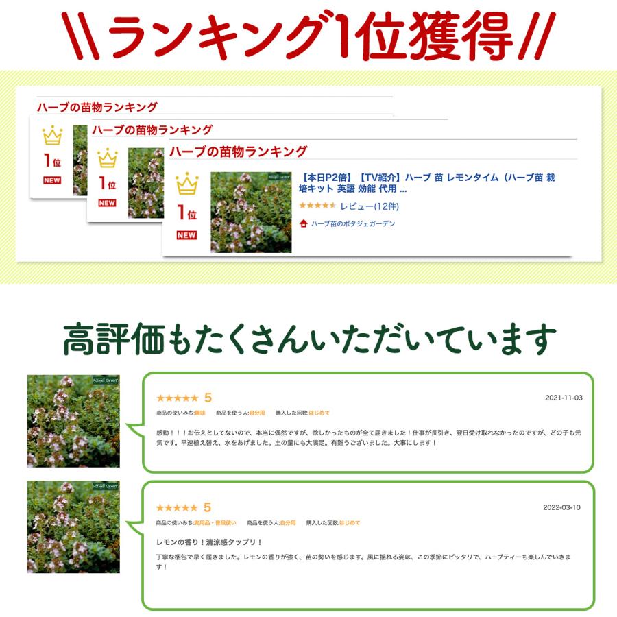 ハーブ 苗 レモンタイム（種類 栽培 ハーブティー ハーブガーデン 花 ガーデニング 苗木 果樹 栽培キット） |  | 10