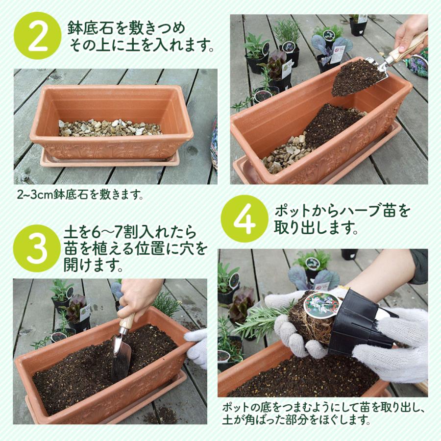 ハーブ 苗 レモンタイム（種類 栽培 ハーブティー ハーブガーデン 花 ガーデニング 苗木 果樹 栽培キット） |  | 18