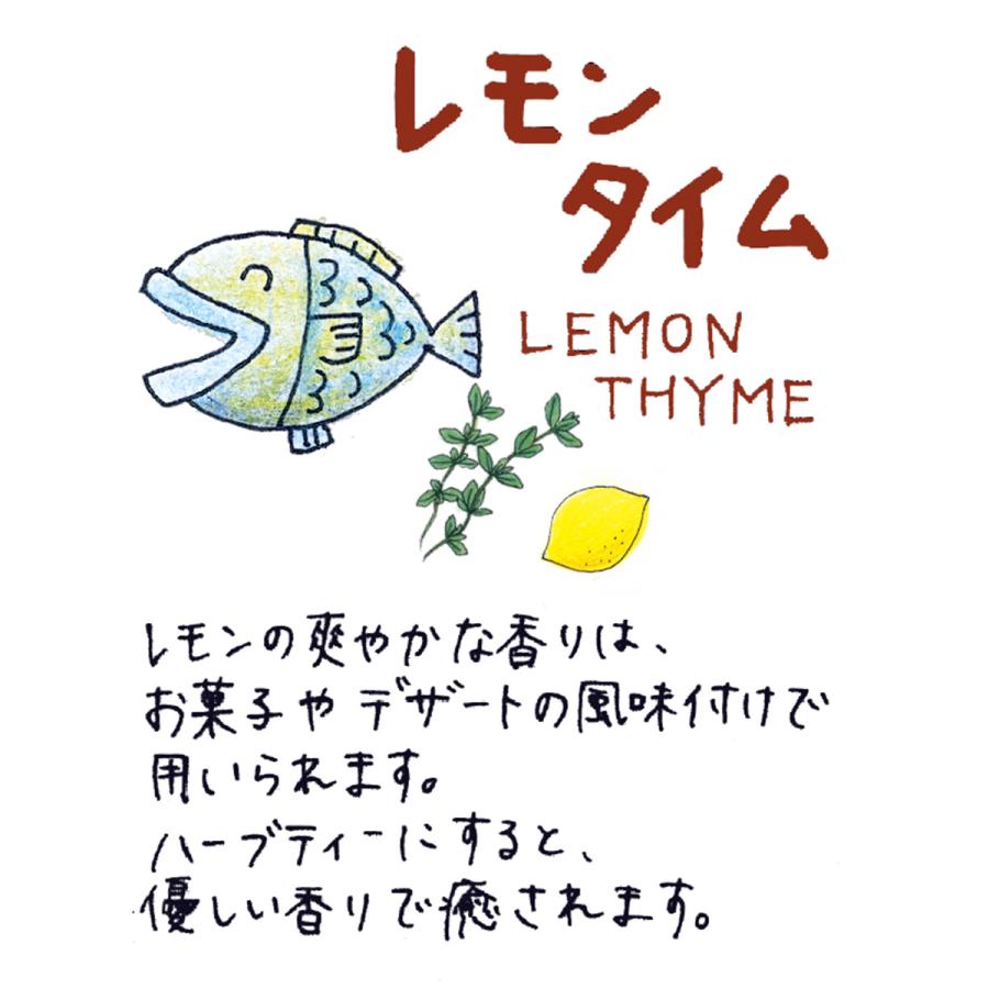 ハーブ 苗 レモンタイム（種類 栽培 ハーブティー ハーブガーデン 花 ガーデニング 苗木 果樹 栽培キット） |  | 01