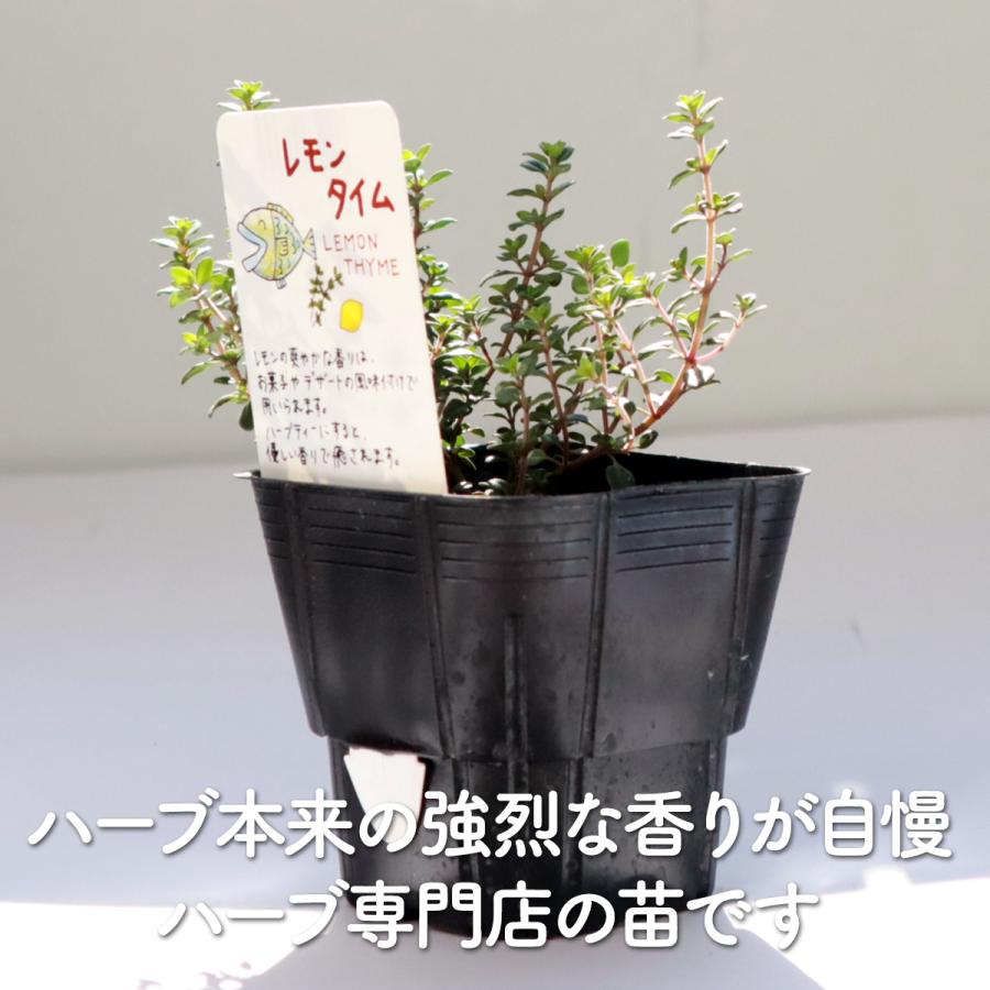 ハーブ 苗 レモンタイム（種類 栽培 ハーブティー ハーブガーデン 花 ガーデニング 苗木 果樹 栽培キット） |  | 02