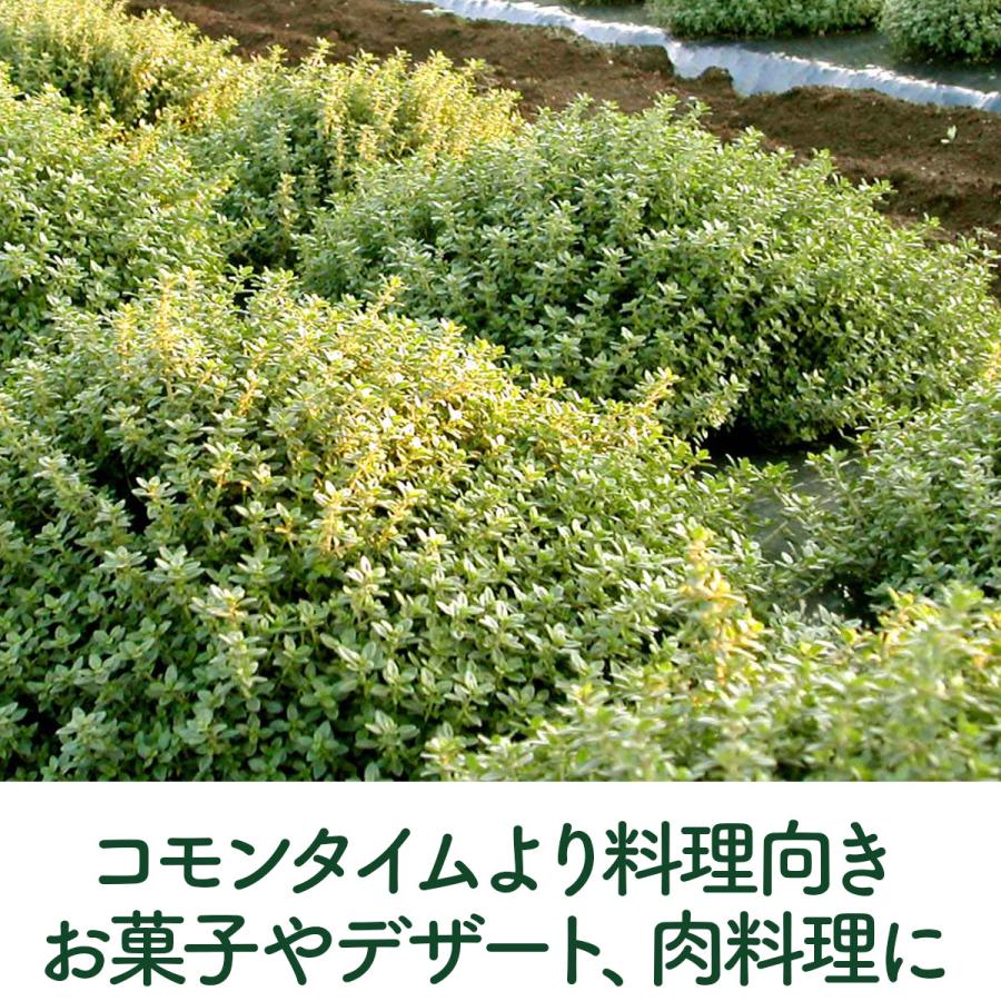 ハーブ 苗 レモンタイム（種類 栽培 ハーブティー ハーブガーデン 花 ガーデニング 苗木 果樹 栽培キット） |  | 03