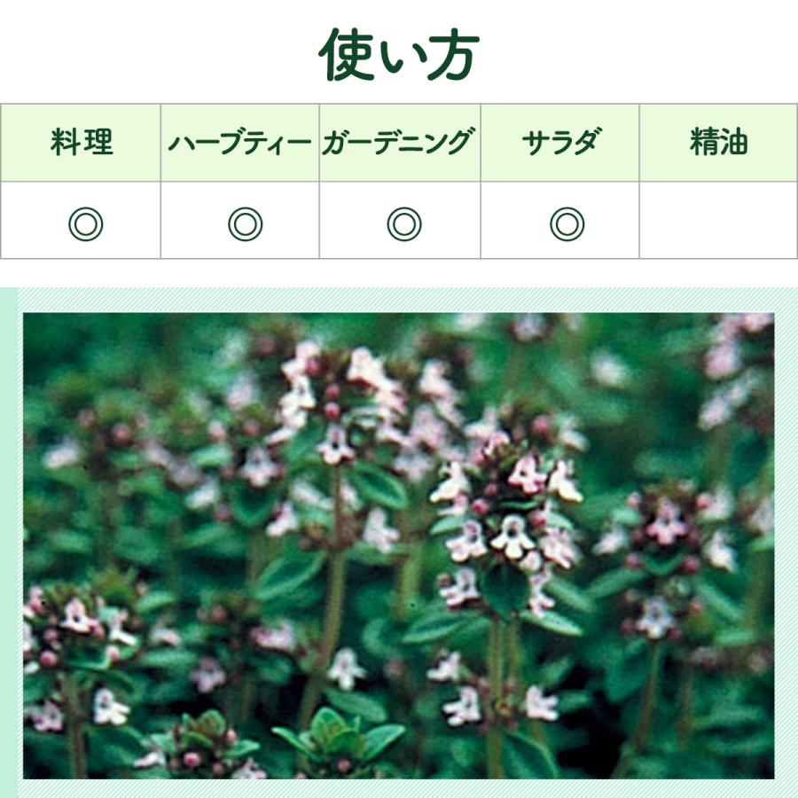 ハーブ 苗 レモンタイム（種類 栽培 ハーブティー ハーブガーデン 花 ガーデニング 苗木 果樹 栽培キット） |  | 06
