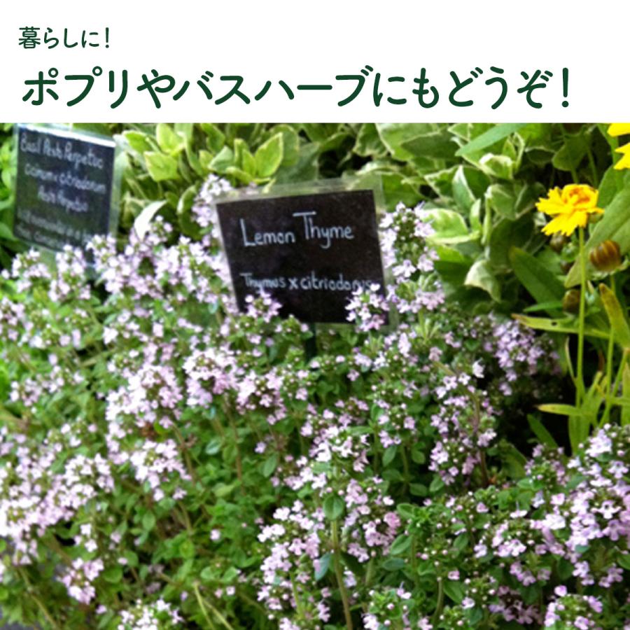 ハーブ 苗 レモンタイム（種類 栽培 ハーブティー ハーブガーデン 花 ガーデニング 苗木 果樹 栽培キット） |  | 07