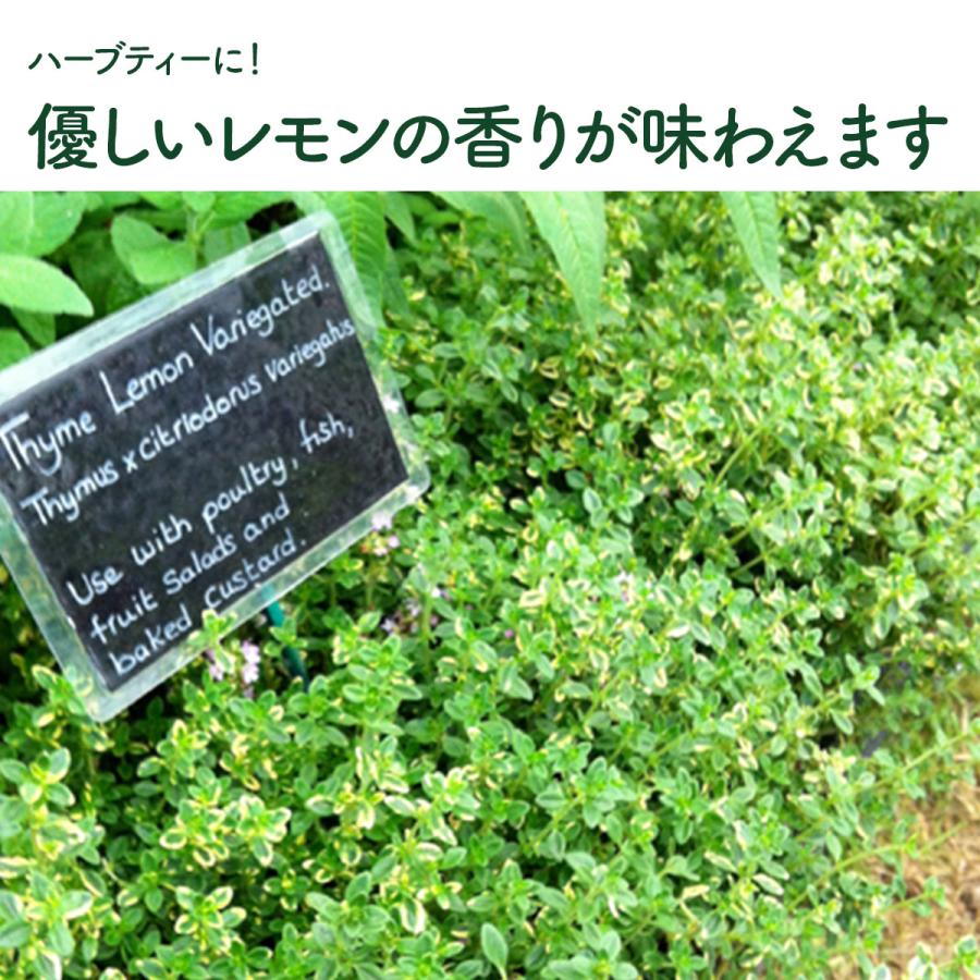 ハーブ 苗 レモンタイム（種類 栽培 ハーブティー ハーブガーデン 花 ガーデニング 苗木 果樹 栽培キット） |  | 08