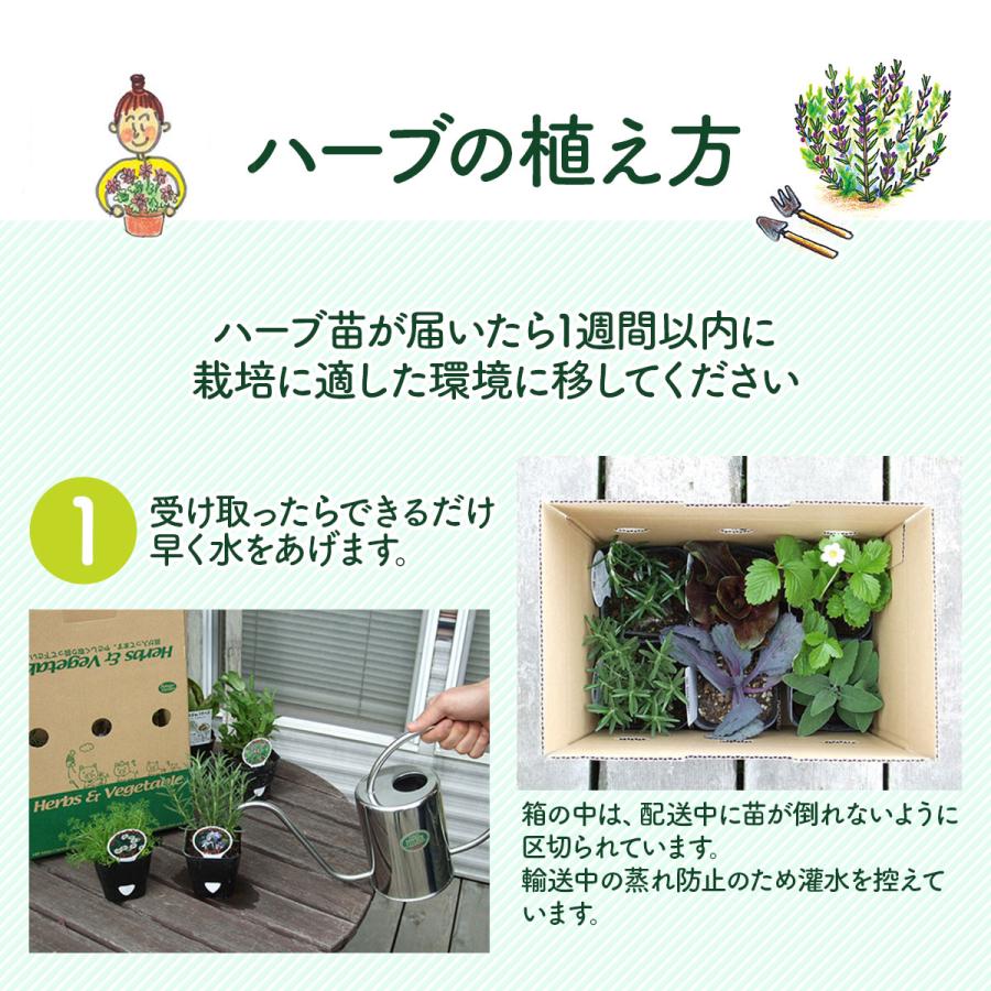 ハーブ 苗 ポットタイム（種類 栽培 ハーブティー ハーブガーデン 花 ガーデニング 苗木 果樹 栽培キット） |  | 17