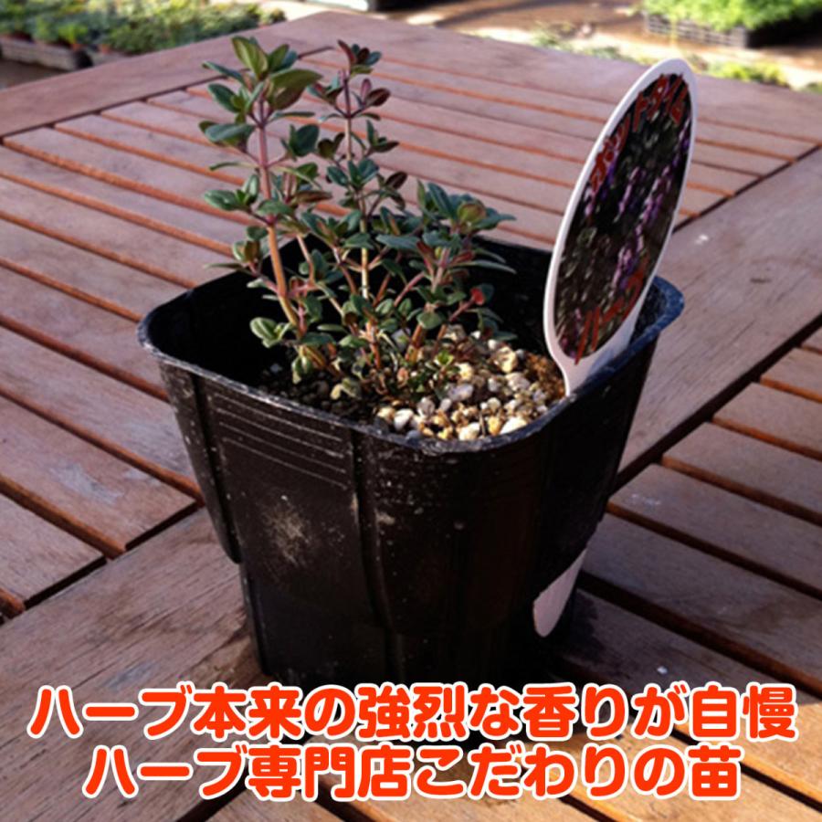 ハーブ 苗 ポットタイム 種類 栽培 ハーブティー ハーブガーデン 花 ガーデニング 苗木 果樹 栽培キット Thyme Pot ハーブ苗のポタジェガーデン 通販 Yahoo ショッピング