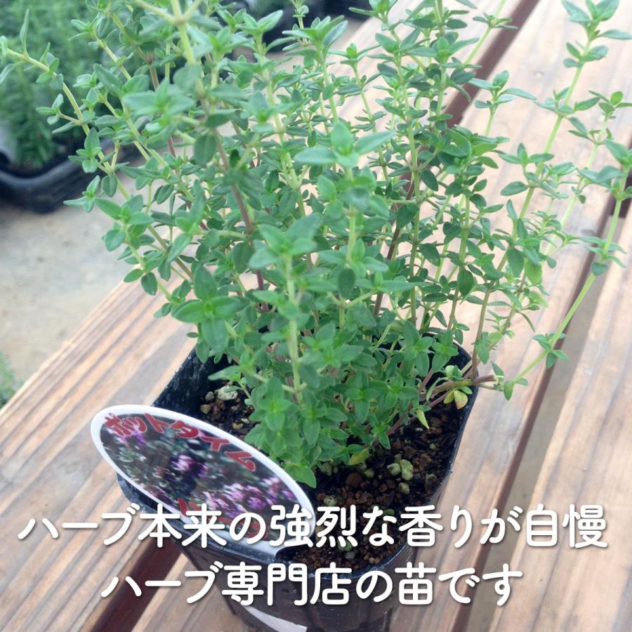 ハーブ 苗 ポットタイム（種類 栽培 ハーブティー ハーブガーデン 花 ガーデニング 苗木 果樹 栽培キット） |  | 02