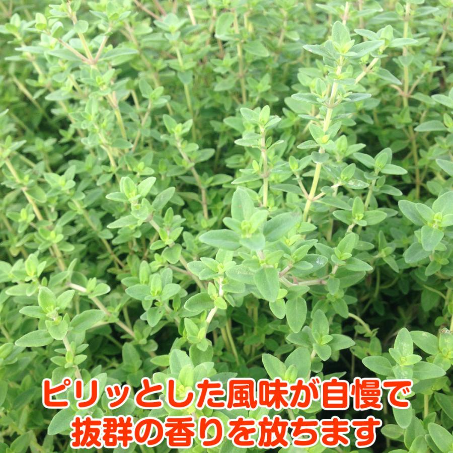 ハーブ 苗 ポットタイム 種類 栽培 ハーブティー ハーブガーデン 花 ガーデニング 苗木 果樹 栽培キット Thyme Pot ハーブ苗のポタジェガーデン 通販 Yahoo ショッピング