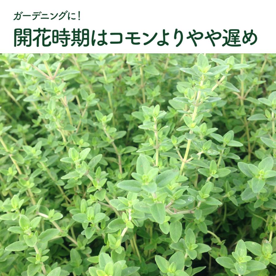 ハーブ 苗 ポットタイム（種類 栽培 ハーブティー ハーブガーデン 花 ガーデニング 苗木 果樹 栽培キット） |  | 07