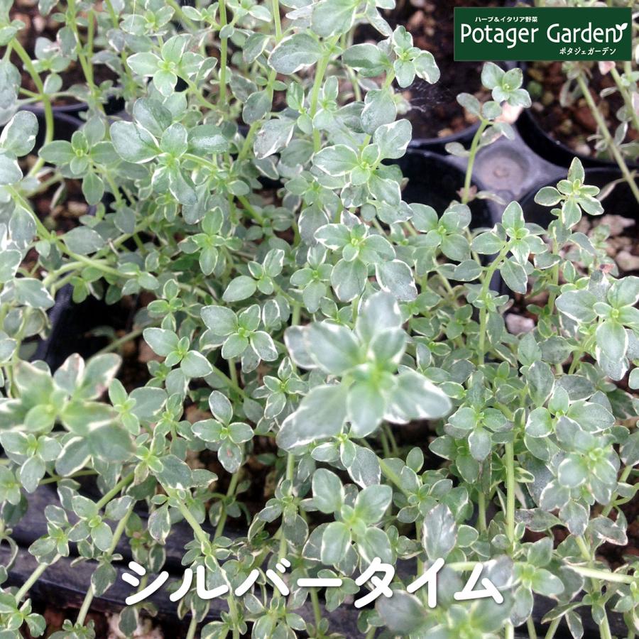 ハーブ 苗 シルバータイム（種類 栽培 ハーブティー ハーブガーデン 花 ガーデニング 苗木 果樹 栽培キット） | 