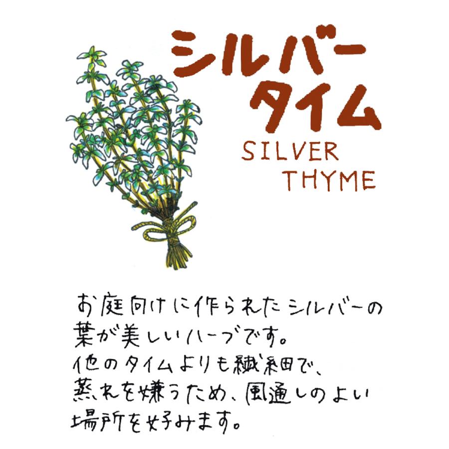 ハーブ 苗 シルバータイム（種類 栽培 ハーブティー ハーブガーデン 花 ガーデニング 苗木 果樹 栽培キット） |  | 01