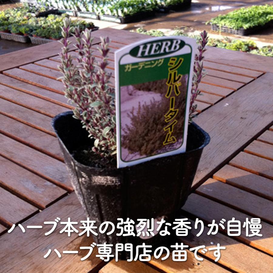 ハーブ 苗 シルバータイム（種類 栽培 ハーブティー ハーブガーデン 花 ガーデニング 苗木 果樹 栽培キット） |  | 02